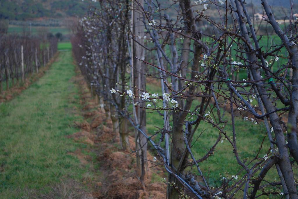 קסטליונה דלה פסקאיה Agriturismo Val Di Nappo מראה חיצוני תמונה