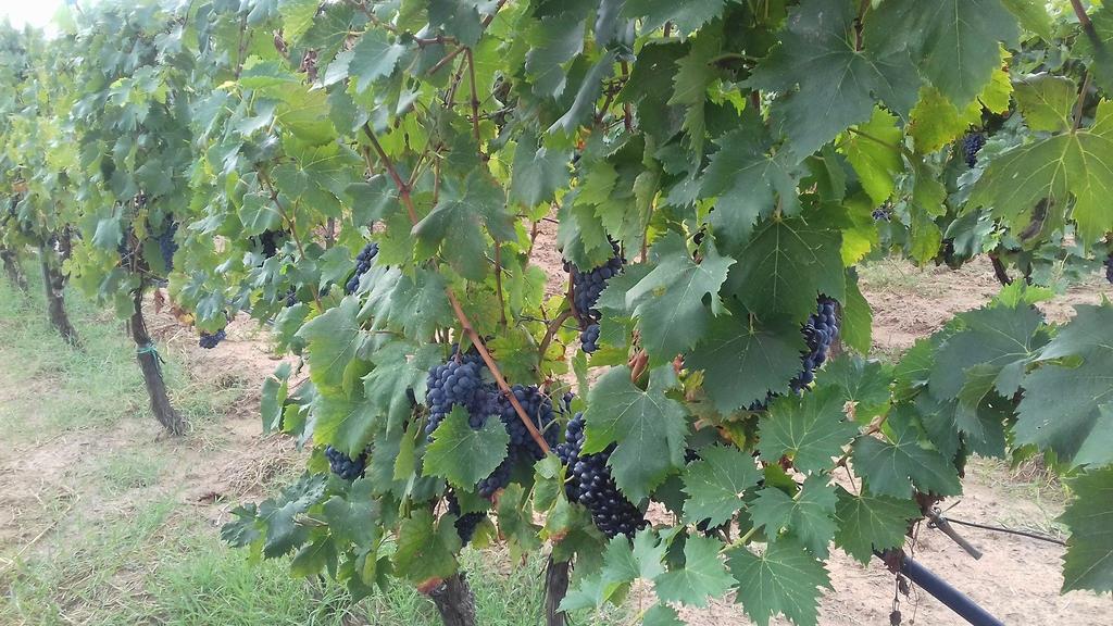 קסטליונה דלה פסקאיה Agriturismo Val Di Nappo מראה חיצוני תמונה